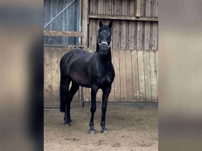 Zangersheide Giumenta 5 Anni 165 cm Baio nero in Bad Homburg vor der Höhe