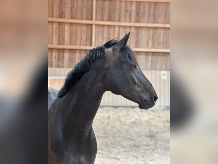 Zangersheide Giumenta 5 Anni 165 cm Baio nero in Bad Homburg vor der Höhe