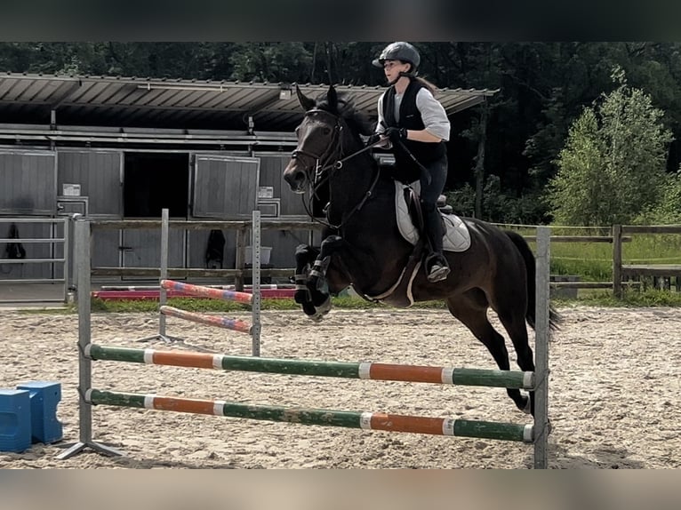 Zangersheide Giumenta 5 Anni 165 cm Baio nero in saint martin d ablois