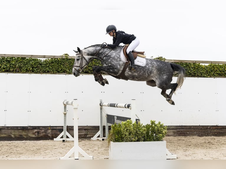 Zangersheide Giumenta 5 Anni 165 cm  in Waddinxveen