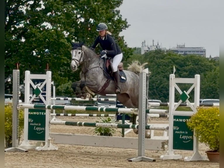 Zangersheide Giumenta 5 Anni 165 cm Grigio in Wermelskirchen