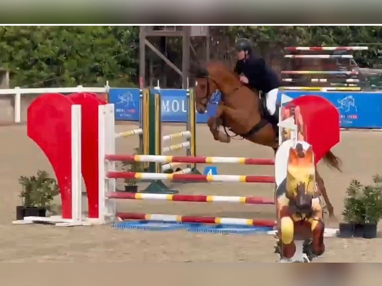 Zangersheide Giumenta 5 Anni 165 cm Sauro in VALENCIA