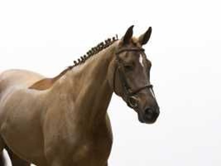 Zangersheide Giumenta 5 Anni 165 cm Sauro in Waddinxveen