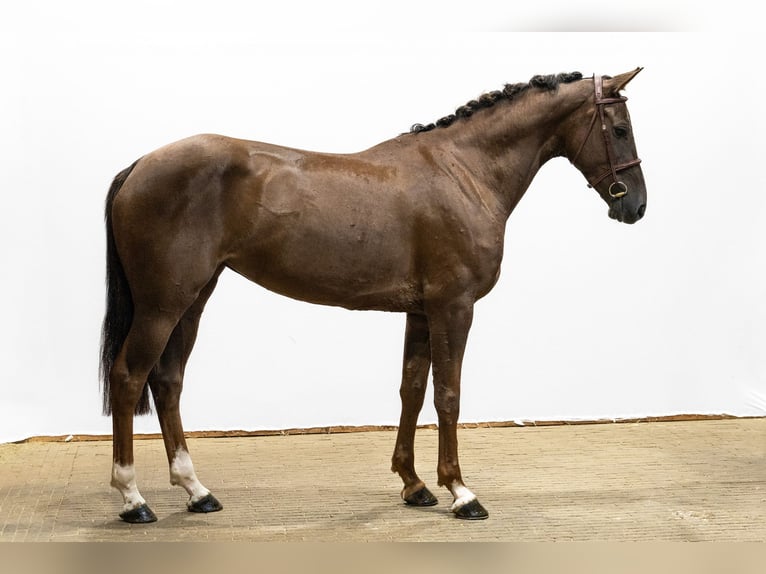 Zangersheide Giumenta 5 Anni 165 cm Sauro in Waddinxveen