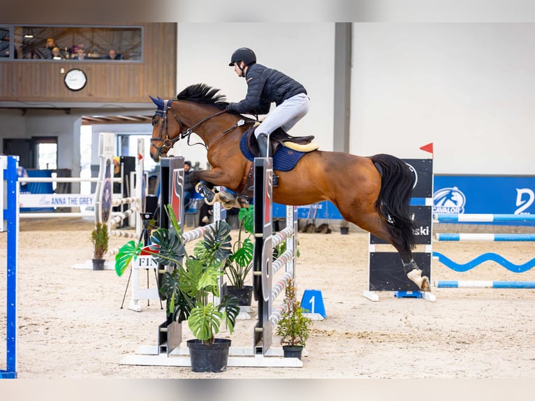 Zangersheide Giumenta 5 Anni 166 cm Baio in Mszana Górna