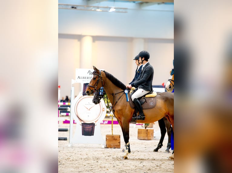 Zangersheide Giumenta 5 Anni 166 cm Baio in Mszana Górna