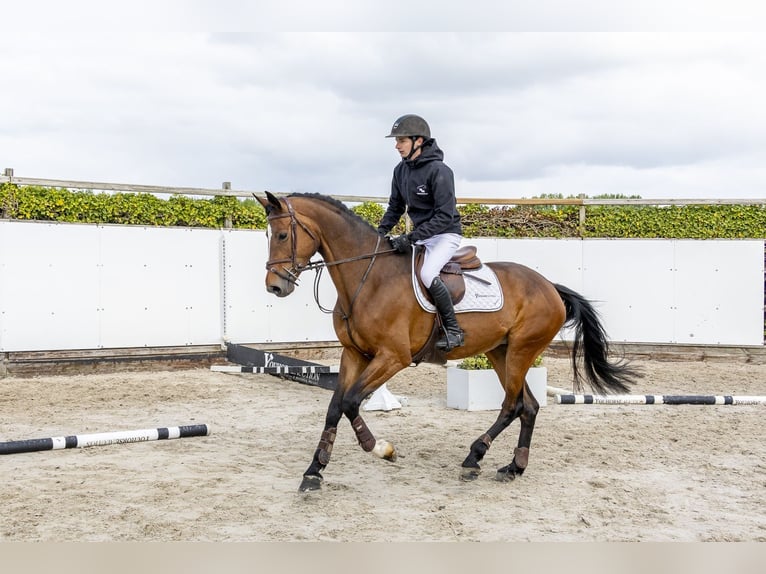 Zangersheide Giumenta 5 Anni 166 cm Baio in Waddinxveen