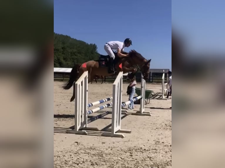 Zangersheide Giumenta 5 Anni 166 cm in Li&#xE8;ge