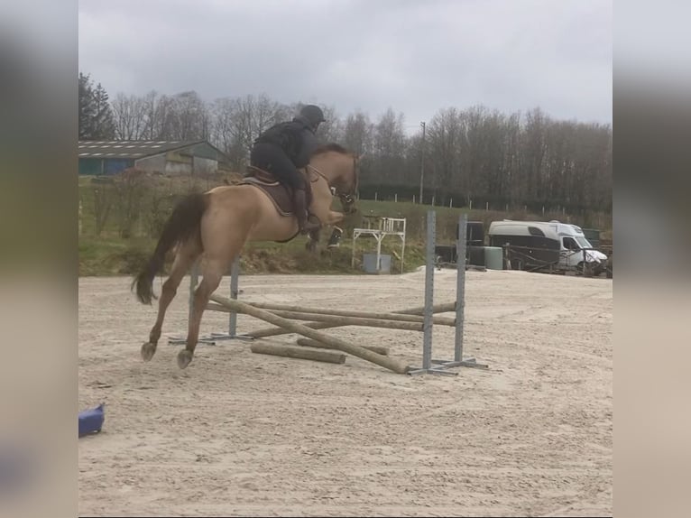 Zangersheide Giumenta 5 Anni 166 cm in Li&#xE8;ge