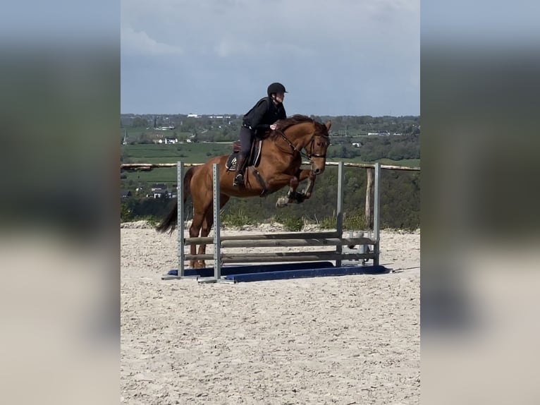 Zangersheide Giumenta 5 Anni 166 cm in Li&#xE8;ge