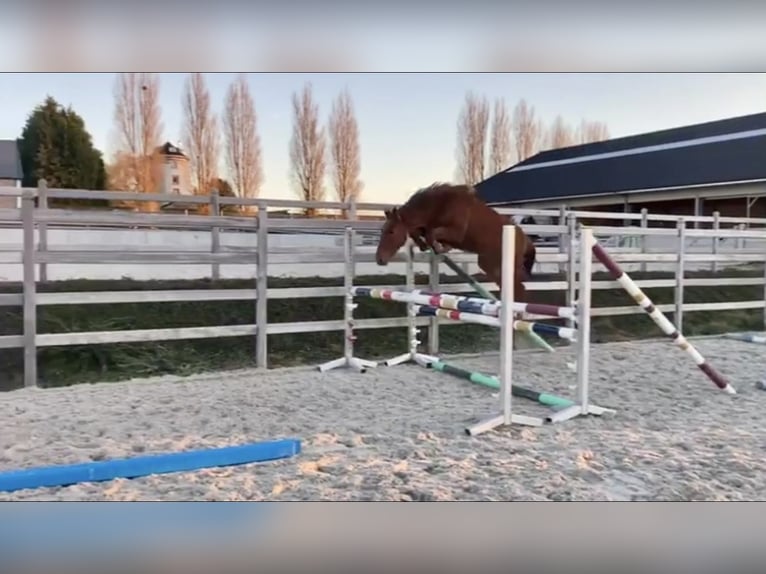 Zangersheide Giumenta 5 Anni 166 cm in Li&#xE8;ge