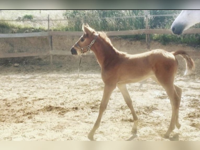 Zangersheide Giumenta 5 Anni 166 cm in Li&#xE8;ge
