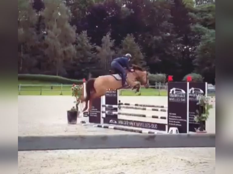 Zangersheide Giumenta 5 Anni 166 cm in Li&#xE8;ge