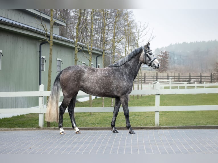 Zangersheide Giumenta 5 Anni 166 cm Grigio in Serock