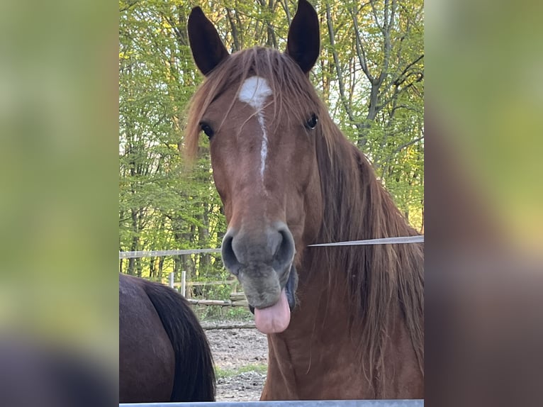 Zangersheide Mix Giumenta 5 Anni 166 cm Sauro in Aachen