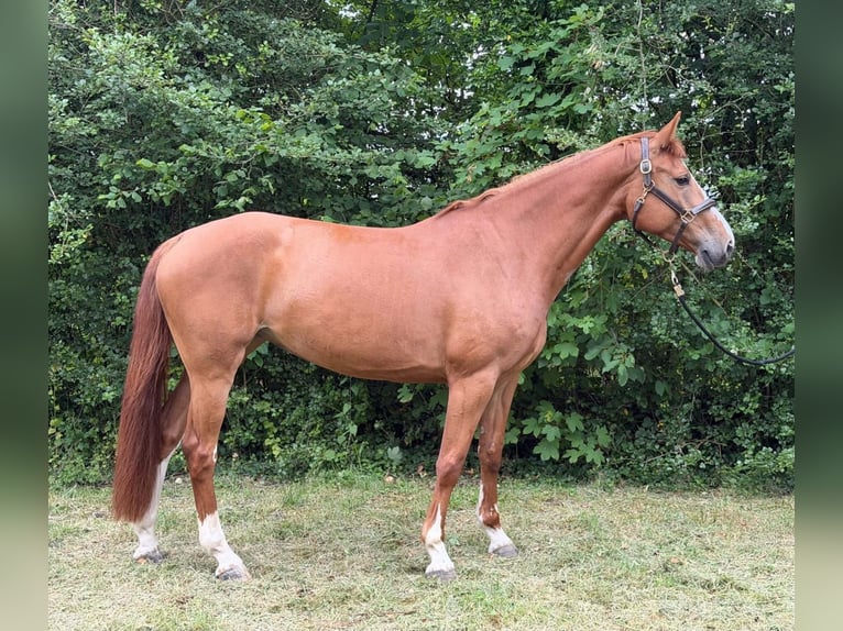 Zangersheide Giumenta 5 Anni 166 cm Sauro in Villebret