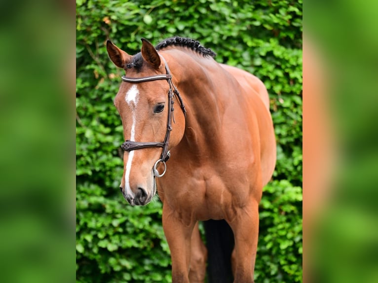 Zangersheide Giumenta 5 Anni 167 cm Baio in Bladel