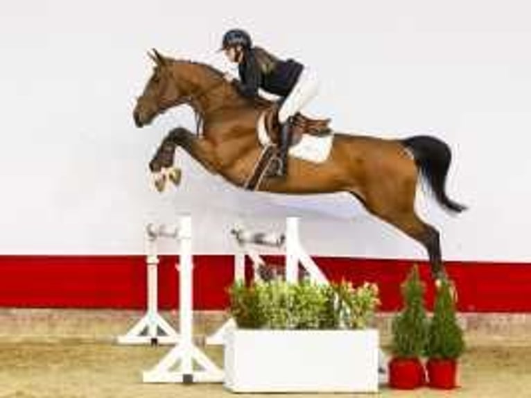 Zangersheide Giumenta 5 Anni 167 cm Baio in Waddinxveen