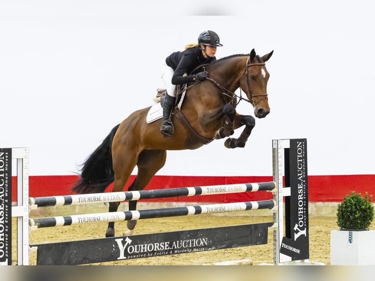 Zangersheide Giumenta 5 Anni 167 cm Baio in Waddinxveen