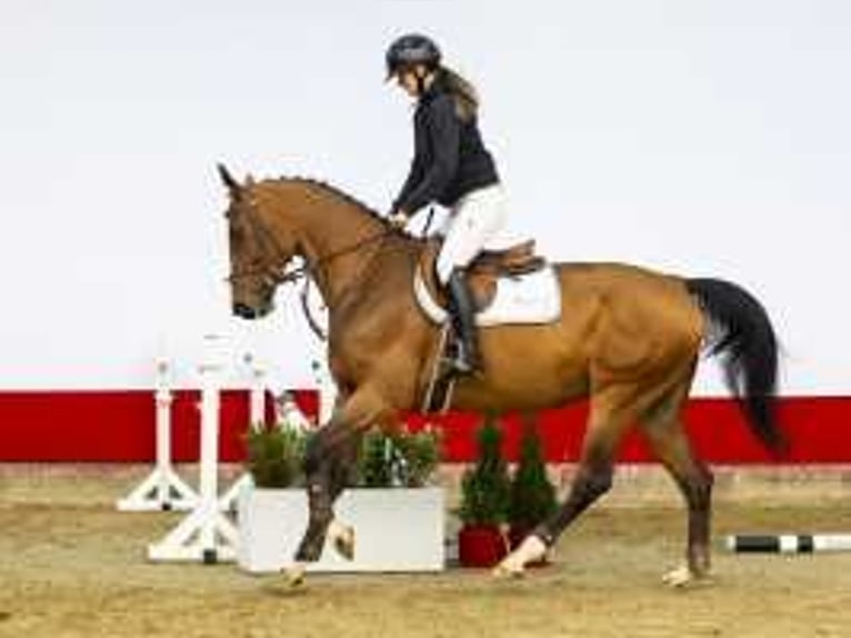 Zangersheide Giumenta 5 Anni 167 cm Baio in Waddinxveen