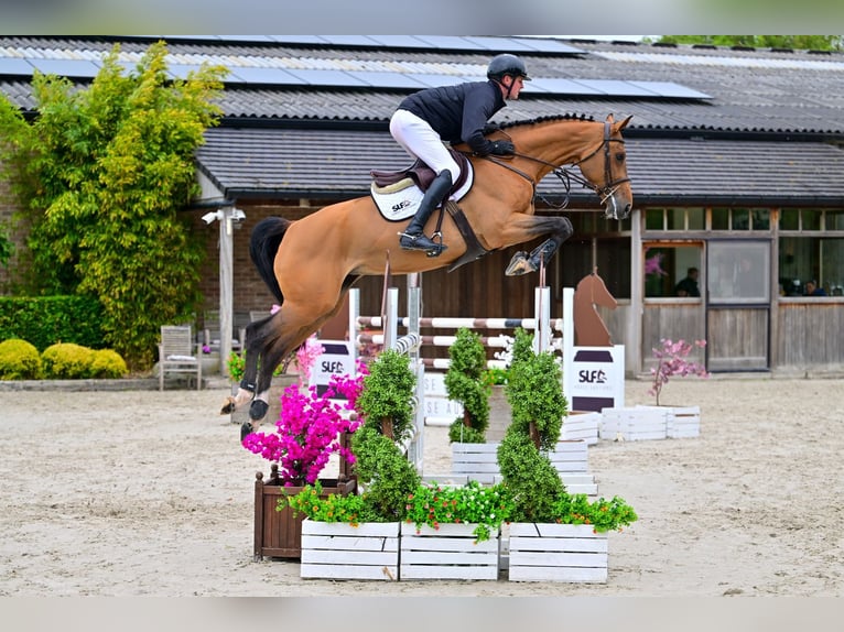 Zangersheide Giumenta 5 Anni 168 cm Baio in Bladel