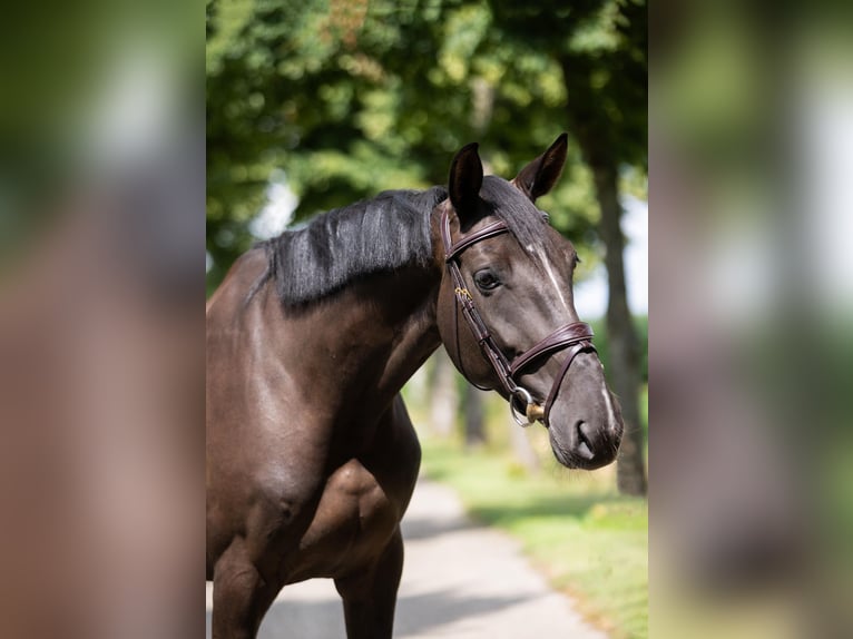 Zangersheide Giumenta 5 Anni 168 cm Baio nero in GROTE-BROGEL