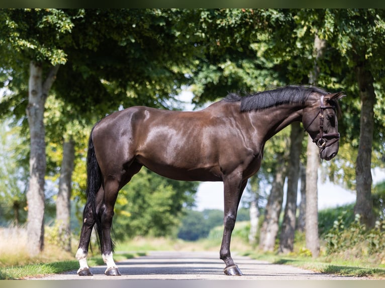 Zangersheide Giumenta 5 Anni 168 cm Baio nero in GROTE-BROGEL
