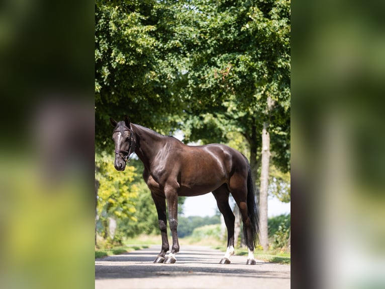 Zangersheide Giumenta 5 Anni 168 cm Baio nero in GROTE-BROGEL