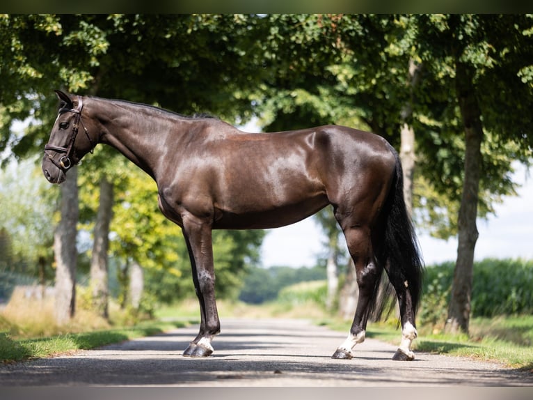 Zangersheide Giumenta 5 Anni 168 cm Baio nero in GROTE-BROGEL