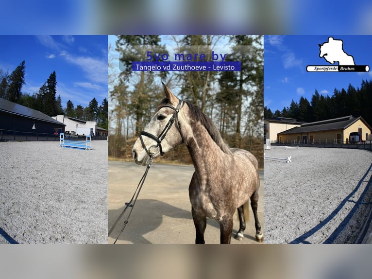 Zangersheide Giumenta 5 Anni 168 cm Grigio in Gadow