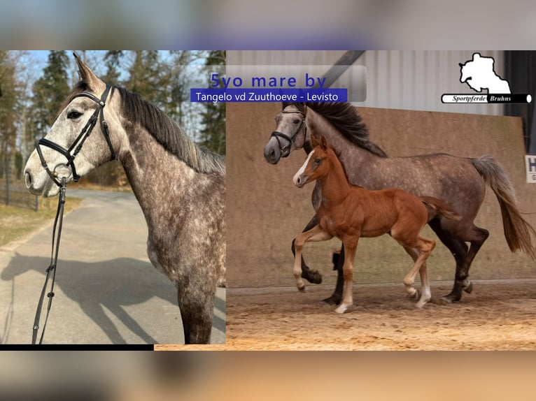 Zangersheide Giumenta 5 Anni 168 cm Grigio in Gadow