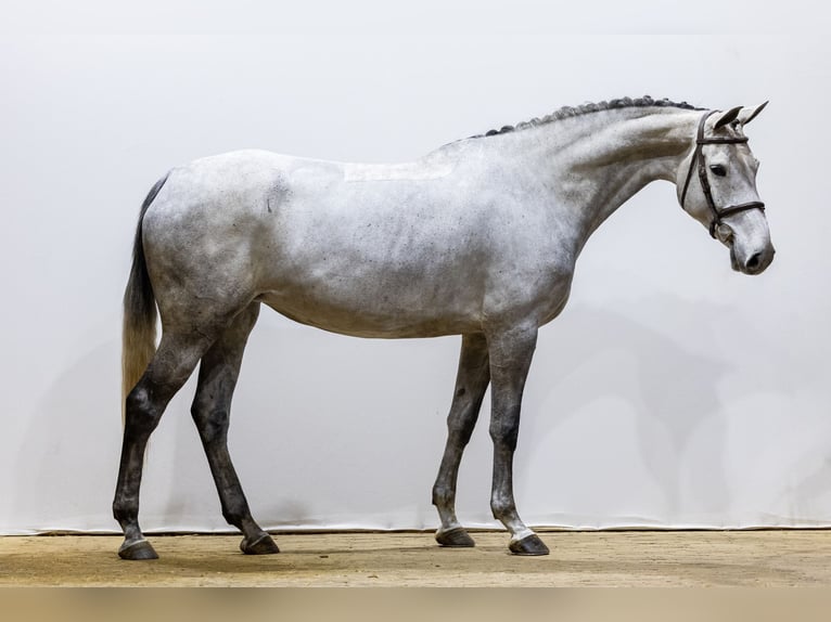 Zangersheide Giumenta 5 Anni 168 cm Grigio in Waddinxveen