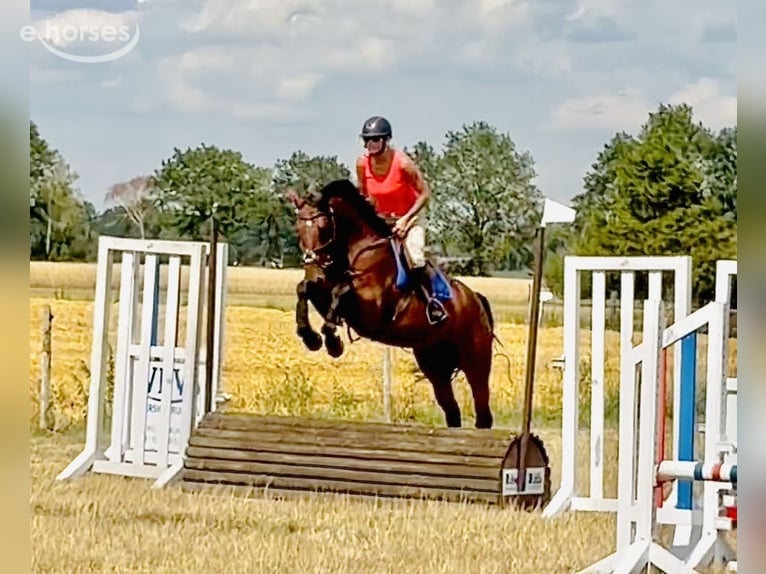 Zangersheide Giumenta 5 Anni 169 cm Baio in Martfeld