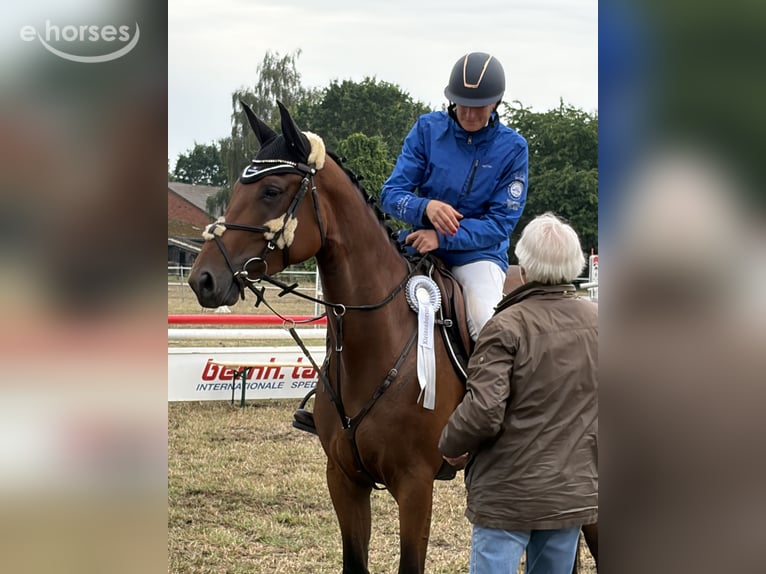 Zangersheide Giumenta 5 Anni 169 cm Baio in Martfeld