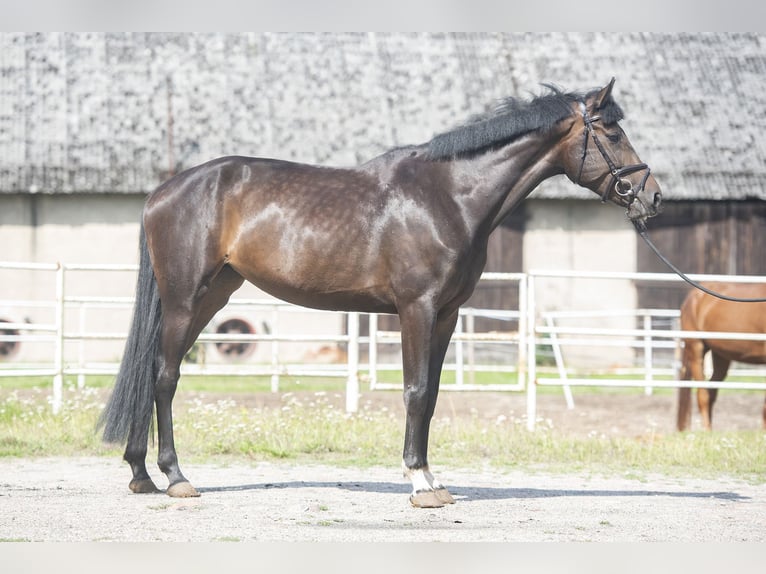 Zangersheide Giumenta 5 Anni 169 cm Baio nero in Lwówek Wlkp