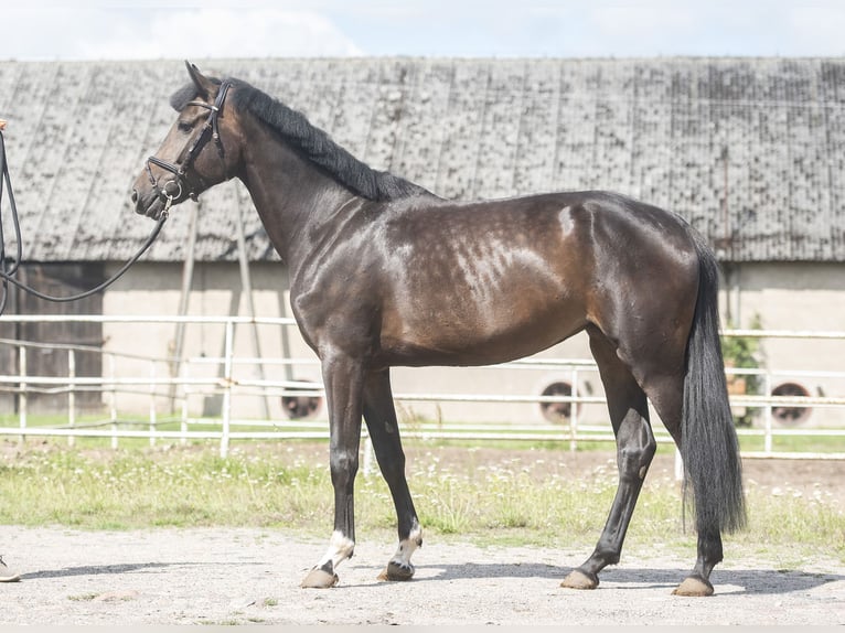 Zangersheide Giumenta 5 Anni 169 cm Baio nero in Lwówek Wlkp