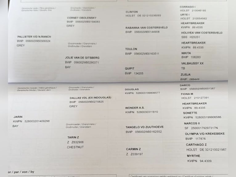 Zangersheide Giumenta 5 Anni 170 cm Baio in Pelmberg