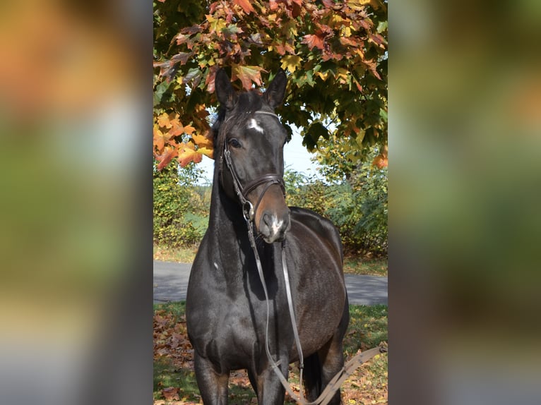 Zangersheide Giumenta 5 Anni 170 cm Baio scuro in Brandenburg an der Havel