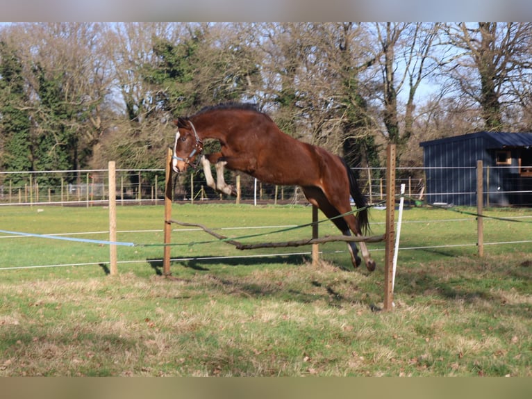 Zangersheide Giumenta 5 Anni 170 cm Baio scuro in Zonhoven