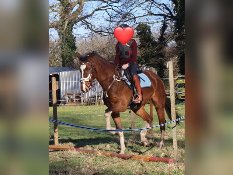 Zangersheide Giumenta 5 Anni 170 cm Baio scuro in Zonhoven