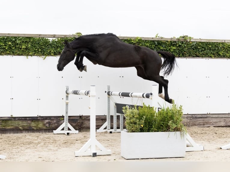 Zangersheide Giumenta 5 Anni 170 cm in Waddinxveen