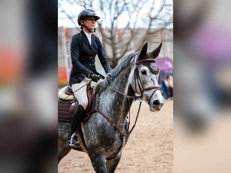 Zangersheide Giumenta 5 Anni 170 cm Grigio in Pinki