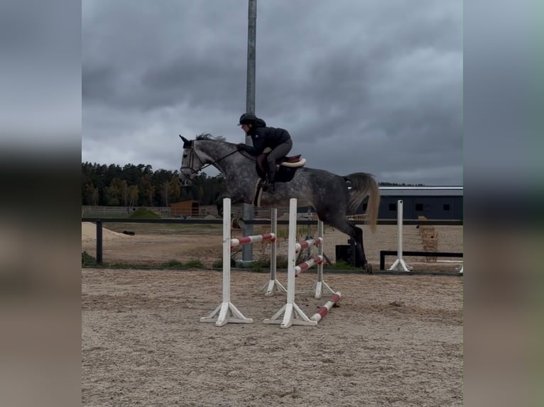 Zangersheide Giumenta 5 Anni 170 cm Grigio in Pinki