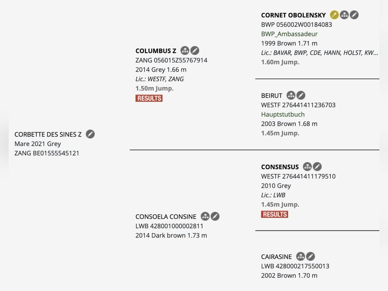 Zangersheide Giumenta 5 Anni 170 cm Grigio in Pinki