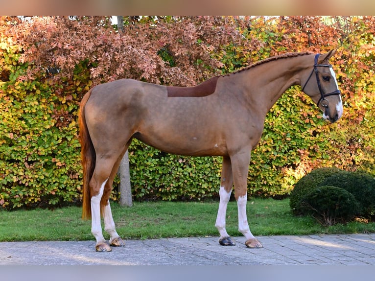 Zangersheide Giumenta 5 Anni 170 cm Sauro in Bladel