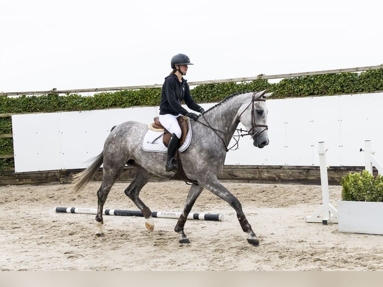 Zangersheide Giumenta 5 Anni 171 cm Grigio in Waddinxveen