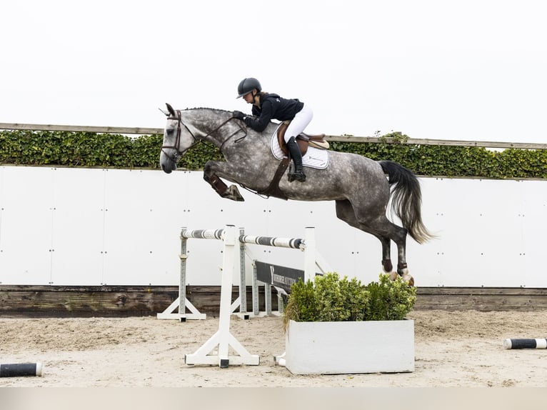 Zangersheide Giumenta 5 Anni 171 cm Grigio in Waddinxveen