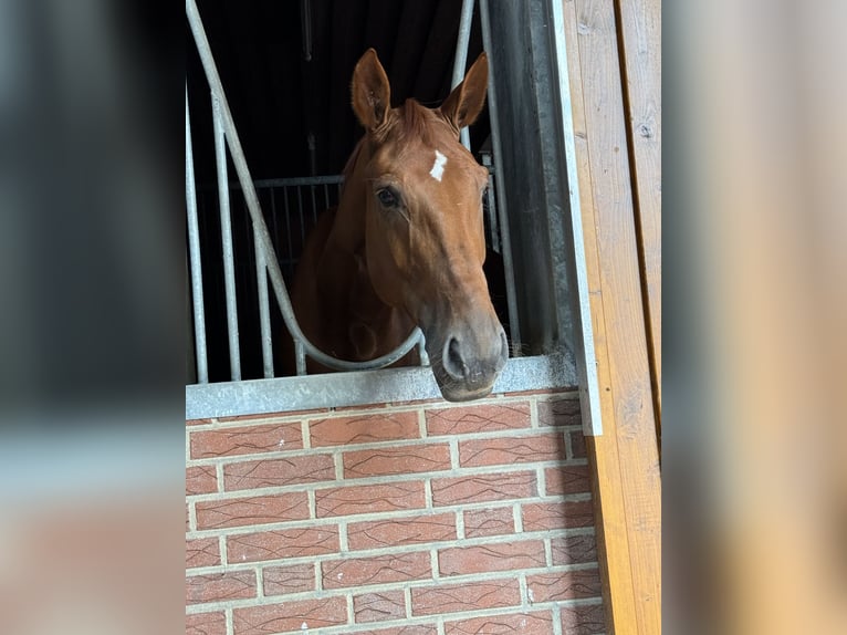 Zangersheide Giumenta 5 Anni 172 cm Sauro in Bramsche