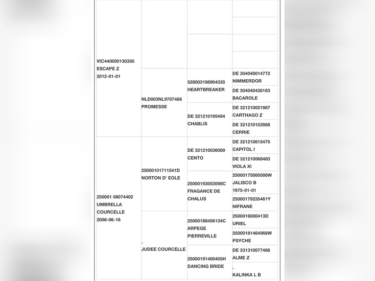 Zangersheide Giumenta 5 Anni 173 cm Baio ciliegia in Radviliskio raj.
