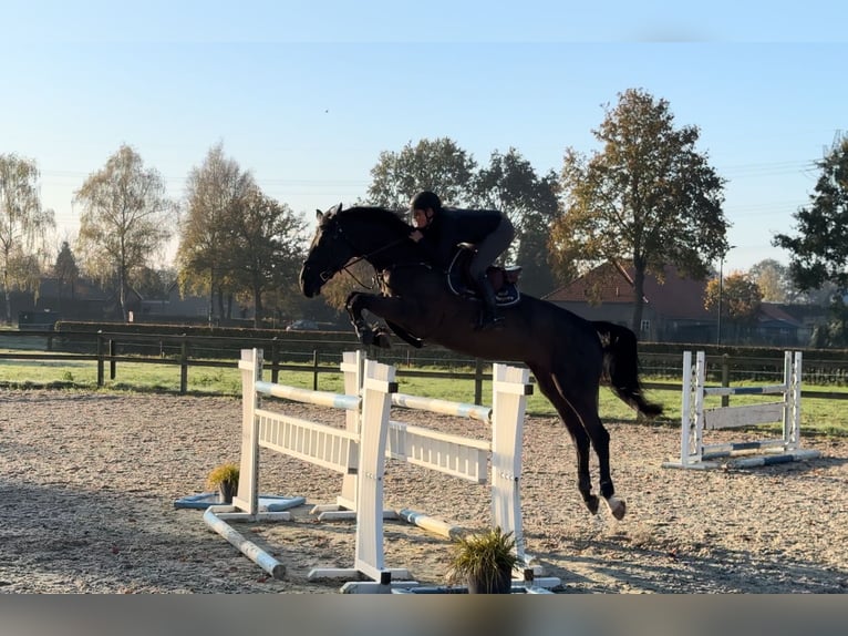 Zangersheide Giumenta 5 Anni 173 cm Morello in Moergestel